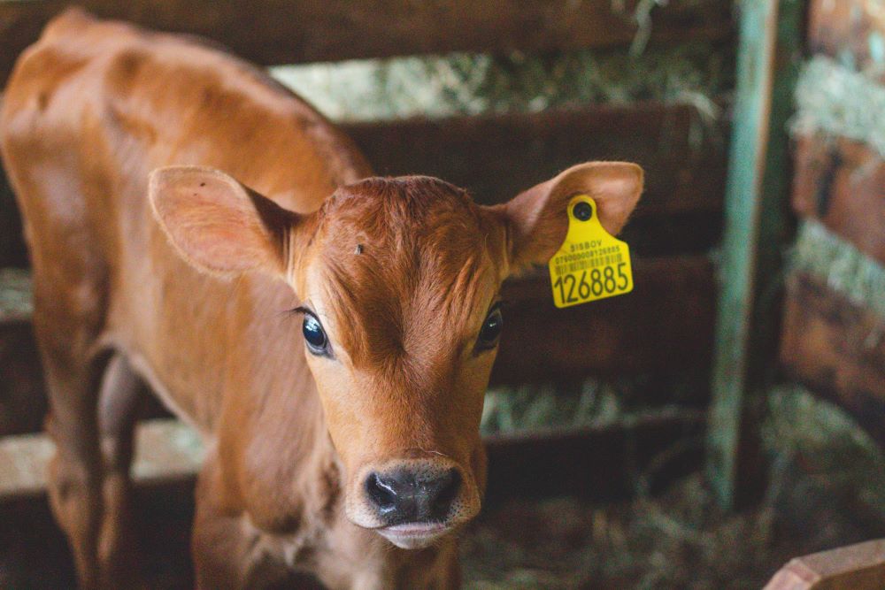 Storex Argo – tentinis angaras Jūsų ūkiui